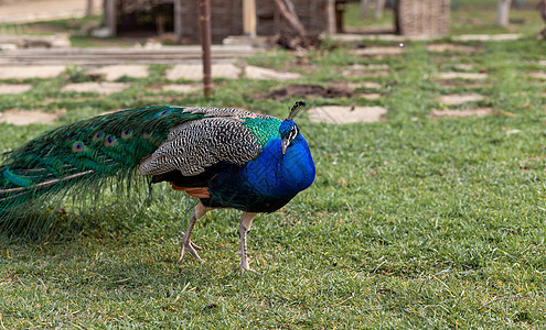 一只美丽的孔雀 羽毛亮明的孔雀走在游客旁边动物群动物公园动物园蓝色热带色彩尾巴眼睛雄性图片