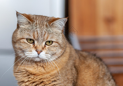 一只美丽的灰猫 在密闭的谎言中 躺在大自然的桌子上窗户哺乳动物小猫晴天猫科毛皮花园动物窗台猫咪图片