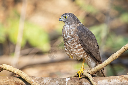 树枝上的Shikra Bird照片捕食者濒危森林天空丛林野生动物动物翅膀猎人鸟类图片