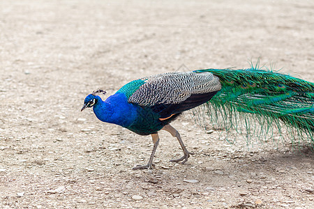 一只美丽的孔雀 羽毛亮明的孔雀走在游客旁边野生动物热带活力动物群色彩尾巴雄性男性动物公园图片