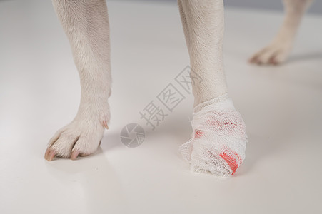 在白色背景上 紧贴一个被缠住的狗爪子悲伤诊所说谎裁剪情况漏斗兽医压力卫生焦虑图片