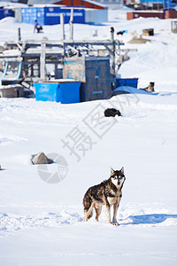 格陵兰伊卢利萨特市的雪橇犬 雪橇犬  丹麦格陵兰岛伊卢利萨特市有 7000 只雪橇犬 该市人口为 4500 人 5月福利假期季节图片