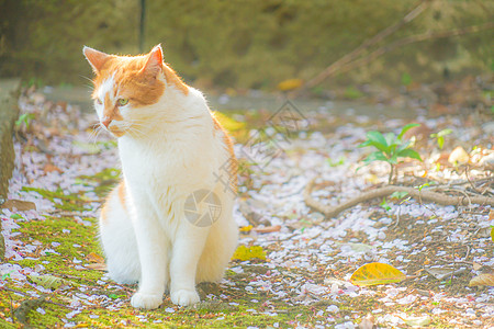 日本 Bobtail Tiger模式 图像哺乳动物生物宠物老虎虎纹图案动物小猫材料图片