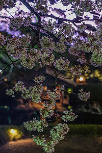 春季日本花园图像花园房子花瓣植物池塘夜景房屋夜空建筑水面图片