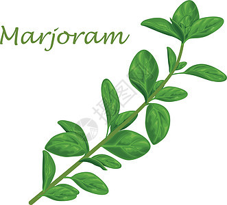 叶子和一枝马约拉姆的松果 一种辣类药用药草 用于调味绘画香菜植物沙拉草本植物蔬菜树叶草图手绘标签图片