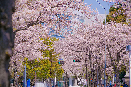 盛开的城市和横滨米那托米拉伊市花瓣建筑群地标街景摩天轮蓝天蓝色植物粉色晴天图片