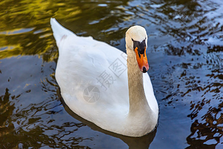 白天鹅在有蓝水的池塘游泳翅膀野生动物白色天鹅反射脖子眼睛绿色荒野羽毛图片