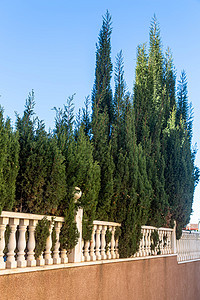 Cypresses 生长在白色的栅栏边 夏天 炎热图片
