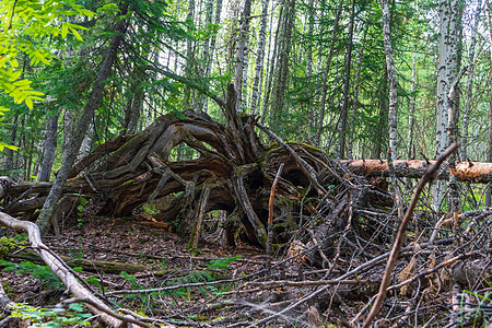 圆形树枝和树根暴风雪碎片生态灰色伤害木头野生动物损害棕色树干图片