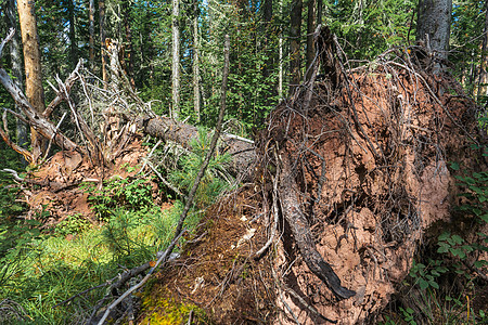 圆形树枝和树根荒野碎片生态森林风暴灰色暴风雪树干野生动物损害图片
