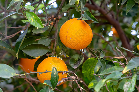 红橘子在树上生长 在树丛中农场植物季节收成浆果水果花园晴天食物园艺图片