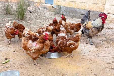 很多棕色鸡在家禽养鸡场附近走来走去吃东西小鸡农场乡村草地母鸡国家农家院公鸡羽毛白色图片