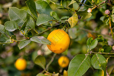 红橘子在树上生长 在树丛中果园园艺农场水果食物季节晴天叶子植物树叶图片