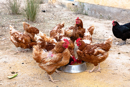 很多棕色鸡在家禽养鸡场附近走来走去吃东西草地农家院公鸡宠物乡村母鸡村庄国家羽毛女性图片