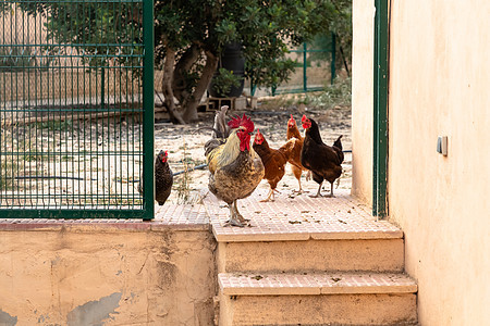 黑公鸡绕着鸡舍走 围着其他鸡群环行羽毛动物白色家畜母鸡农家院食物家禽房子乡村图片