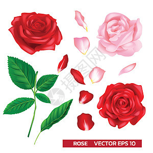 玫瑰矢量花卉写实矢量 一组红色和粉红色的叶子 在白色背景上被隔离背景图片