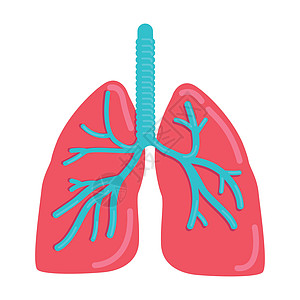 肺部半平面彩色矢量物体图片
