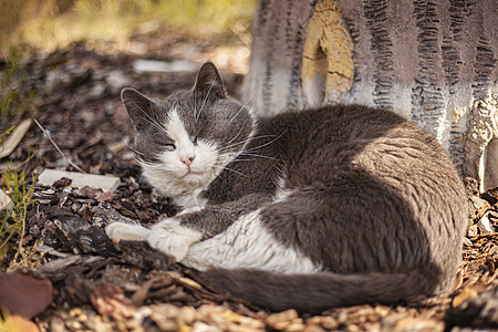 可爱猫睡在户外小猫猫咪街道花园猫科动物毛皮睡眠哺乳动物荒野头发图片