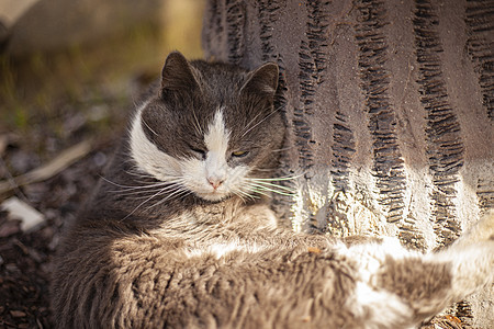 可爱猫咪在户外放松婴儿动物公园草地头发哺乳动物小猫花园眼睛宠物图片