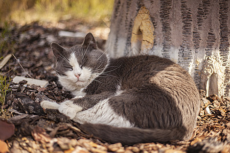 可爱猫睡在户外睡眠荒野花园虎斑街道猫科动物说谎猫咪动物宠物图片