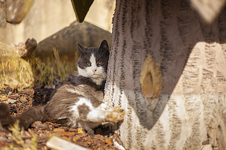 可爱猫咪在户外放松婴儿虎斑宠物季节草地场地小猫毛皮动物花园图片