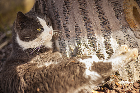 可爱的猫在户外寻找婴儿公园宠物虎斑眼睛小猫猫咪毛皮场地花园图片