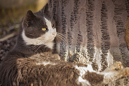 可爱的猫在户外寻找猫咪公园婴儿动物毛皮宠物场地哺乳动物虎斑小猫图片