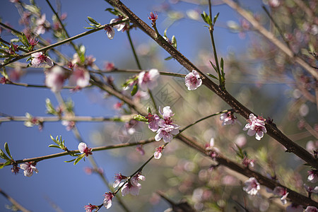 春天的桃花芽背景图片