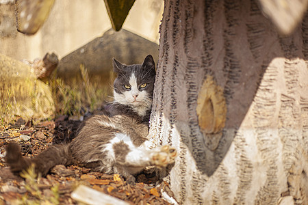 可爱猫咪在户外放松小猫虎斑草地宠物季节场地花园毛皮哺乳动物公园图片