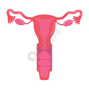 女性生殖系统半平板彩色矢量物体女士插图贴纸生物学子宫教育卵巢生物妇科生育力图片