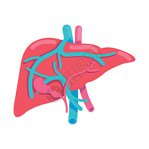 肝脏半平面彩色矢量对象图片