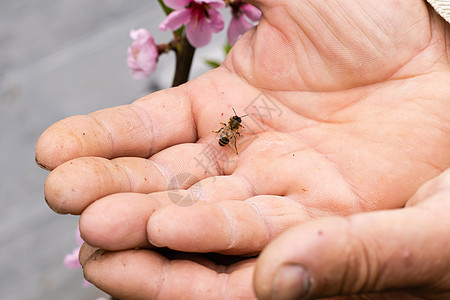 养蜜蜂的老人食物白发密封退休太阳镜殖民地动物蜂蜜细胞花蜜图片