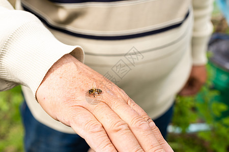养蜜蜂的老人人员太阳镜养蜂业蜂蜜密封男性细胞花蜜长老蜂窝图片