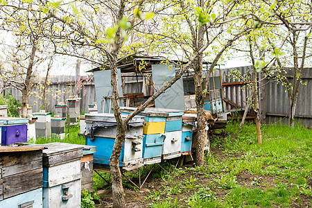 樱花树枝下成排的蜂巢 在 aperil 的春天的养蜂场 蜜蜂从花园里的白花中采集花粉蜂窝花朵树木季节蓝色蜂蜜食物养蜂业农场花蜜图片
