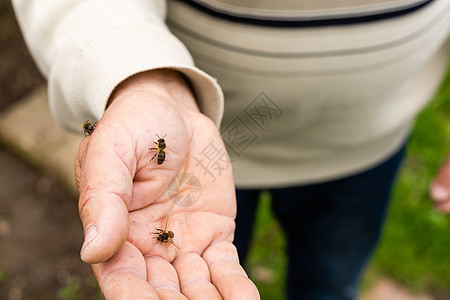 养蜜蜂的老人老年人蜂窝工作细胞蜂蜜丈夫食物动物养蜂人殖民地图片