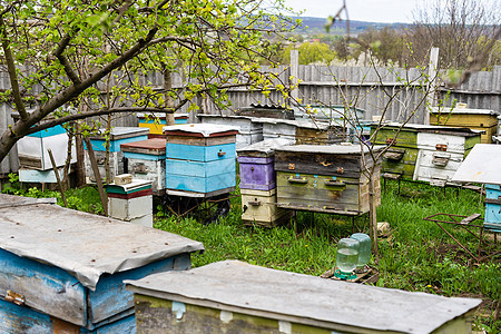 樱花树枝下成排的蜂巢 在 aperil 的春天的养蜂场 蜜蜂从花园里的白花中采集花粉花朵农场蓝色养蜂业养蜂人国家花蜜蜂房季节蜂窝图片