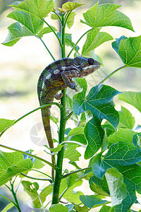 红豹色素 富尔西弗帕达利斯 马苏阿拉爬虫宏观眼睛生态热带宠物尾巴角叶爬行动物蓝色图片