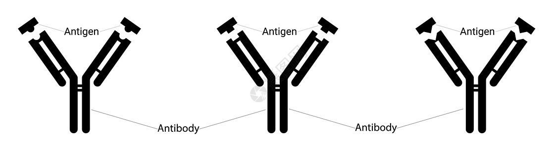 不同类型的抗原和不同类型的抗体 人体免疫力 对抗病毒 表位和互补位图片