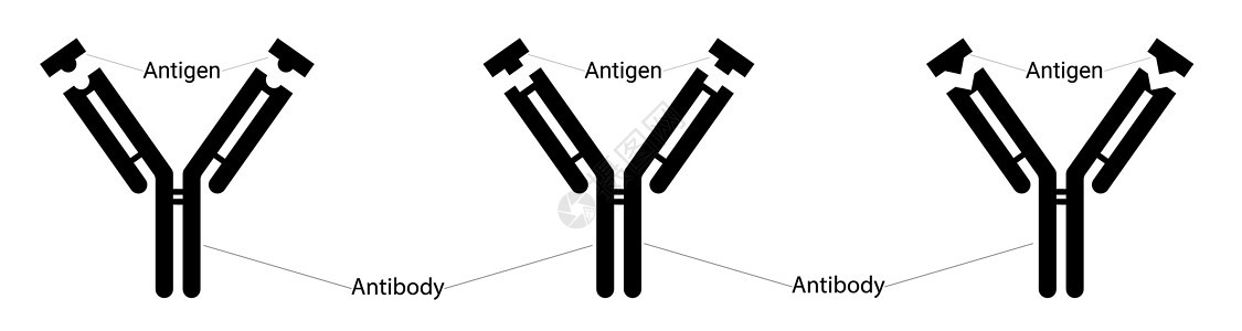 不同类型的抗原和不同类型的抗体 人体免疫力 对抗病毒 表位和互补位图片