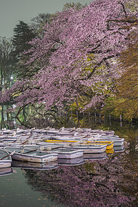 猪屋拉公园 樱花和船图片