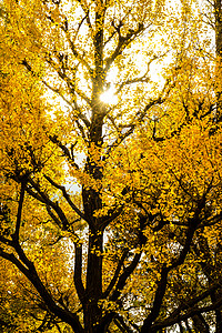 京古根果托里木头银杏树枯叶公园街景男人天空背景黄叶落叶图片