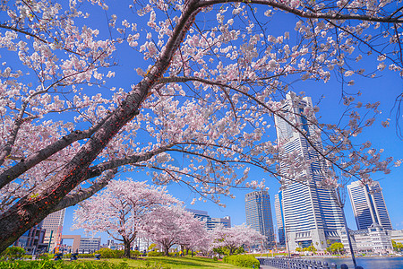 盛开的城市和横滨米那托米拉伊市粉色晴天地标花瓣植物观光建筑群景点火车站樱花图片