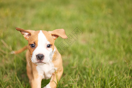 必须追击弹簧球 一只可爱的小狗在草地上玩耍图片