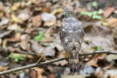 树枝上的Shikra Bird照片荒野鸟类橙子猎人森林眼睛羽毛捕食者野生动物丛林图片