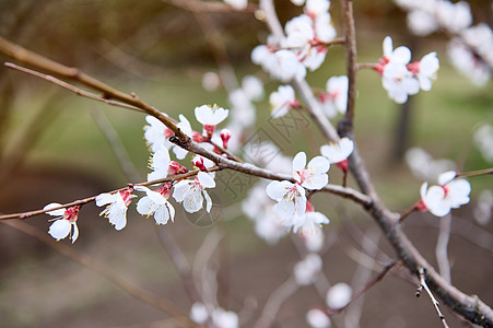 春春初 一棵开花树枝上的紫叶杏子的鲜花 在园艺中生长的春林果树图片