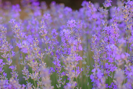 美丽的紫罗兰花花的紫花丛图片