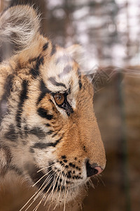 孟加拉老虎 老虎早上正在放松 一头野兽坐在玻璃后面橙子哺乳动物野猫毛皮濒危动物条纹豹属猎人丛林图片