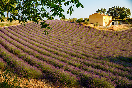 日落时长排开花的薰衣草 法国的薰衣草田 Valensole 背景中的房子 背光芳香香味疗法紫色场地收成农村树木线条香气图片