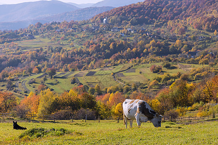 喀尔巴阡山的野外牛群图片