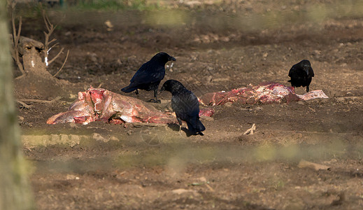 食动物的野乌鸦和乌鸦图片